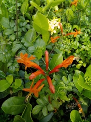 Tecomaria capensis