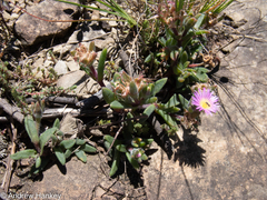 Delosperma sutherlandii