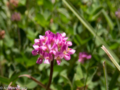 Trifolium africanum