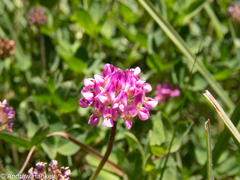 Trifolium africanum