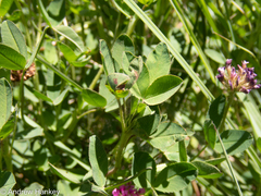 Trifolium africanum