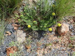 Leobordea foliosa