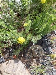 Leobordea foliosa