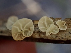 Campanella tristis