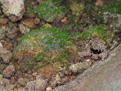 Fissidens