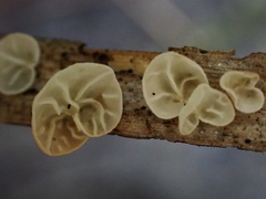 Campanella tristis