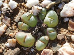 Gibbaeum nuciforme