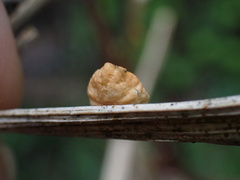 Campanella tristis