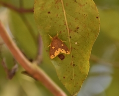 Euproctis quadrangularis