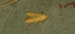 Aeolothapsa malacella