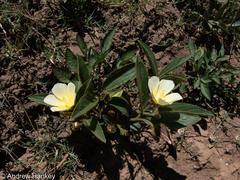 Hibiscus aethiopicus
