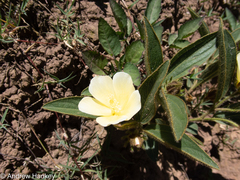 Hibiscus aethiopicus