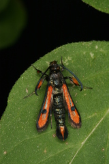 Chamaesphecia chalciformis