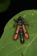 Chamaesphecia chalciformis