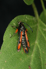 Chamaesphecia chalciformis