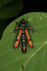 Chamaesphecia chalciformis