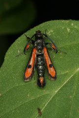 Chamaesphecia chalciformis