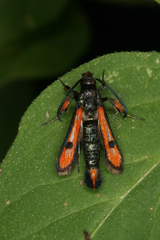 Chamaesphecia chalciformis