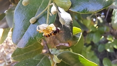 Allograpta hortensis