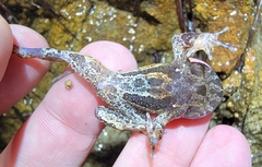 Boulenophrys