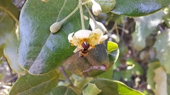 Allograpta hortensis