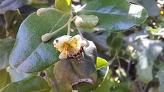 Allograpta hortensis