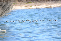 Podiceps occipitalis