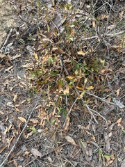 Quercus incana