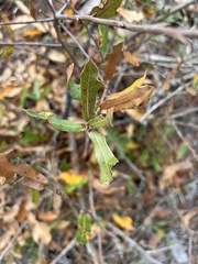 Quercus incana