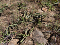 Ledebouria asperifolia