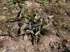 Ledebouria asperifolia