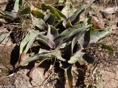 Ledebouria asperifolia