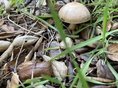 Agaricus kerriganii