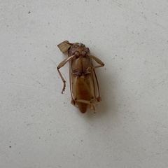 Cerambycoidea