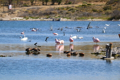 Phoenicopterus chilensis