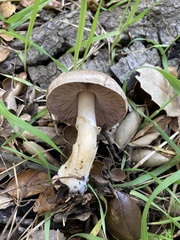 Agaricus kerriganii