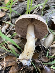 Agaricus kerriganii