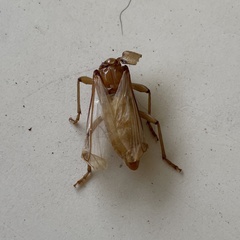 Cerambycoidea