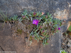 Delosperma monanthemum