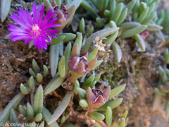 Delosperma monanthemum