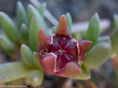 Delosperma monanthemum