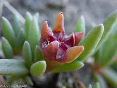 Delosperma monanthemum