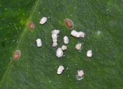 Quadraspidiotus perniciosus