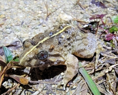 Limnonectes fujianensis