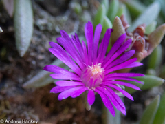Delosperma monanthemum