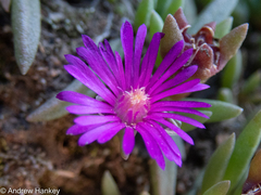 Delosperma monanthemum