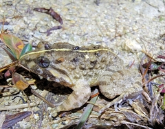 Limnonectes fujianensis