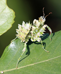 Pseudocreobotra wahlbergi