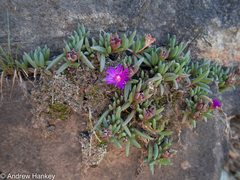 Delosperma monanthemum