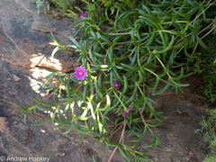 Delosperma monanthemum